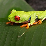 aa Red eyes-Rana de ojos rojos